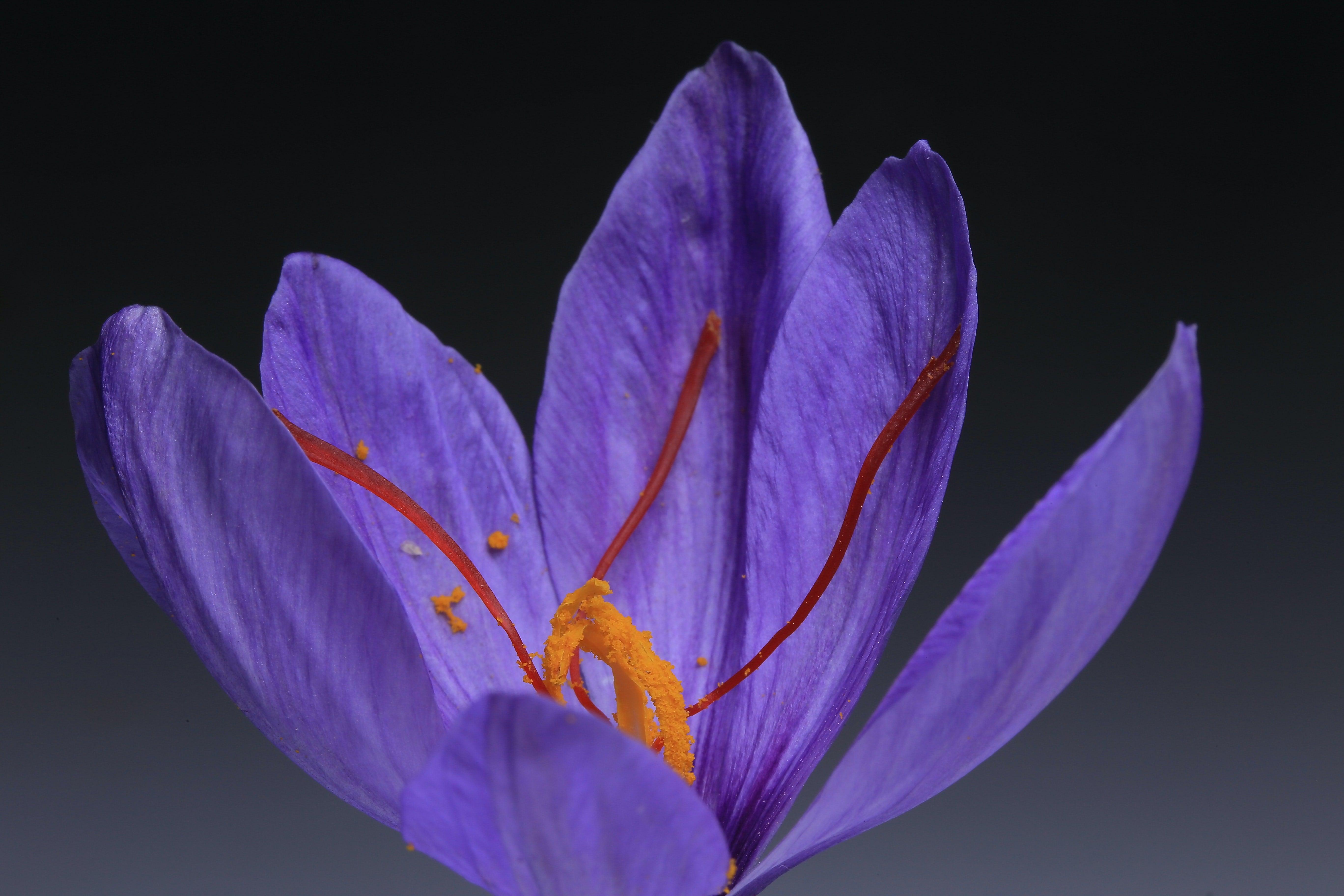 8 Health Benefits of Saffron