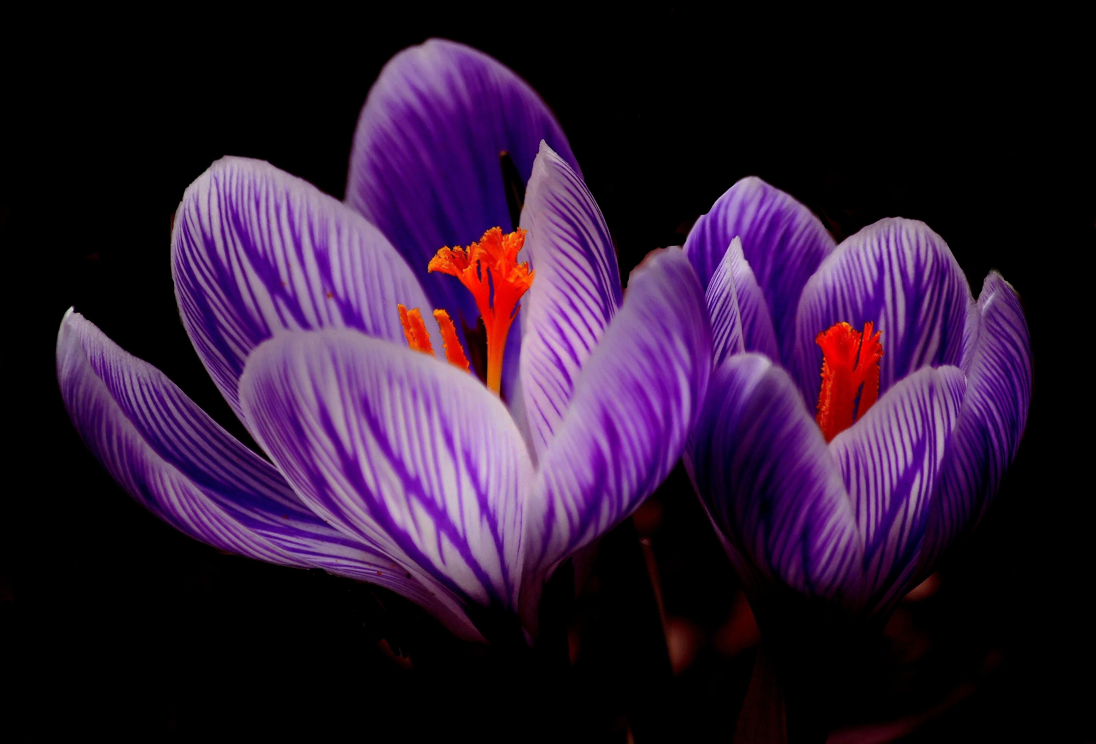 Saffron Flower Image